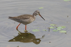 ツルシギ20251030 ツルシギ20251030