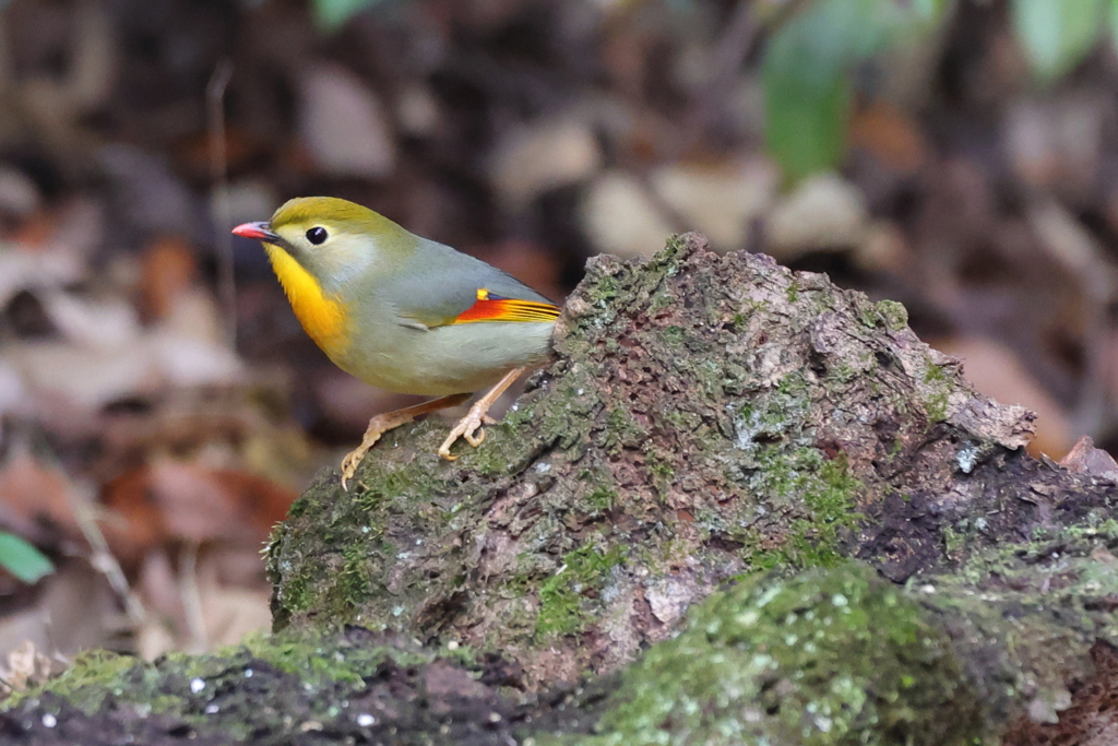 201229 ソウシチョウ２