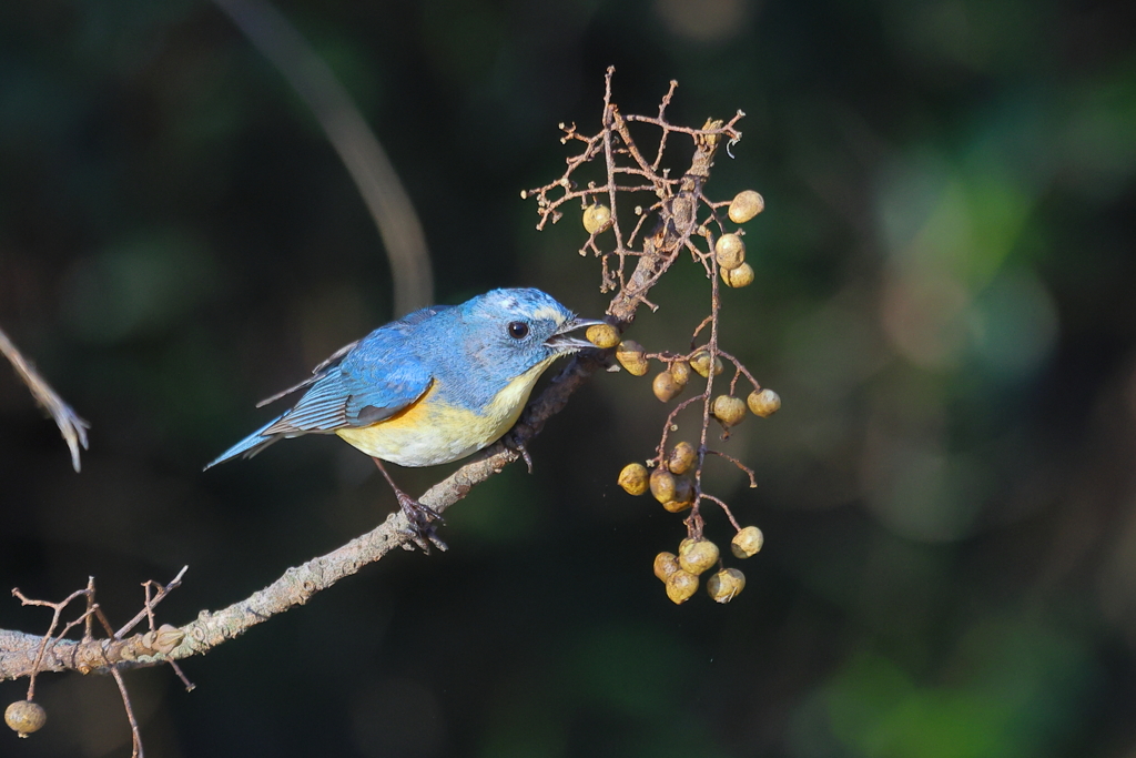 ルリビタキ 20260103