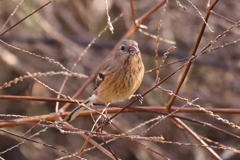 2022　0109　ベニマシコ♀