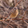 2022　0109　ベニマシコ♀