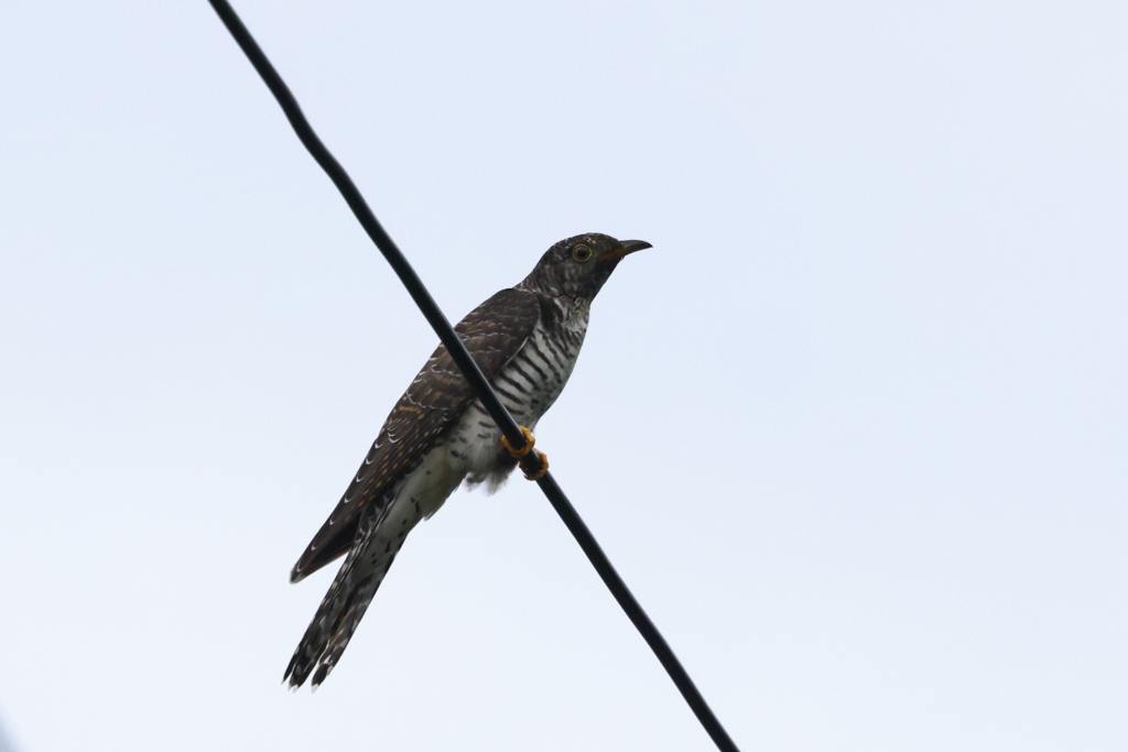 ツツドリ20241018