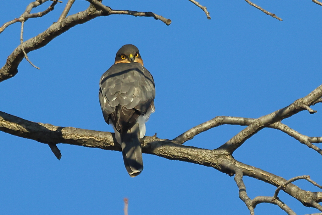 ハイタカ20251218