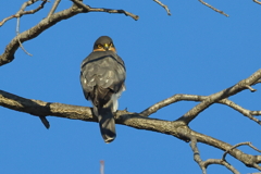 ハイタカ20251218