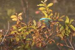 201118 カワセミ