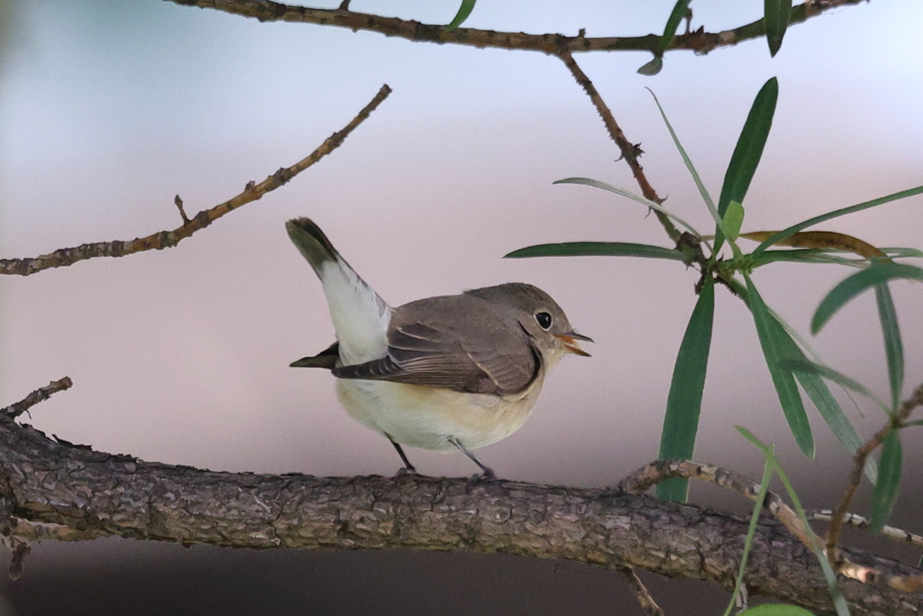 ニシオジロ20251123