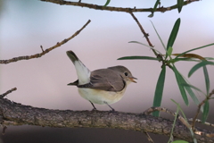 ニシオジロ20251123