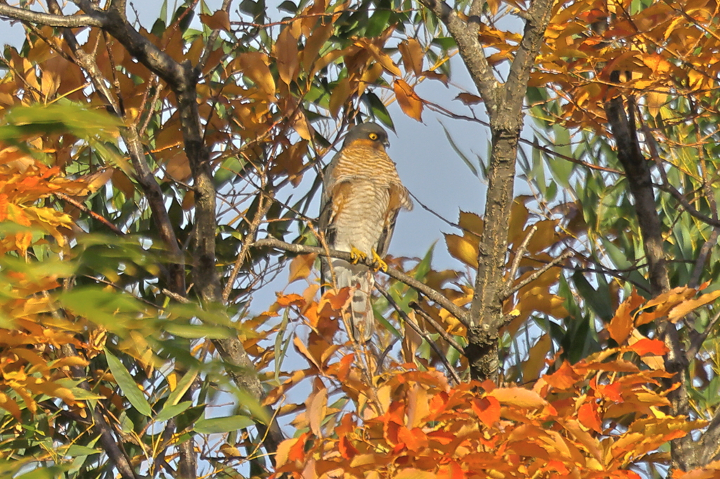 ハイタカ紅葉20251212