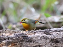 ソウシチョウ　①　20/02/18