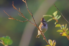 カシラダカ20251128
