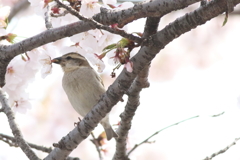 20190407ニュウナイスズメ