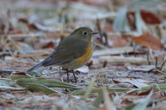 210102　ルリビタキ♀