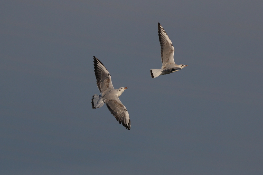 ユリカモメ20251126