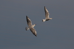 ユリカモメ20251126