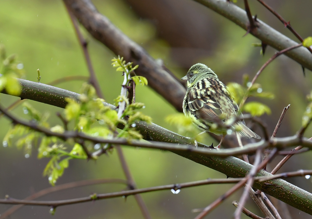 春雨