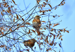 アトリ　♀