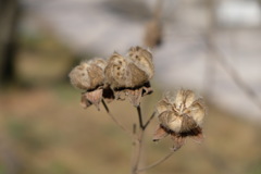 冬の花