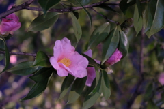 夜の花