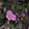 夜の花