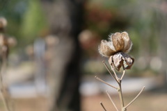 冬の花