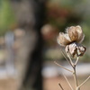 冬の花