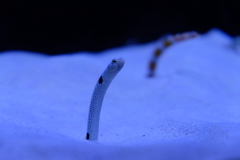 チンアナゴ