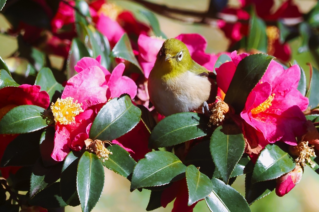 山茶花ジロー