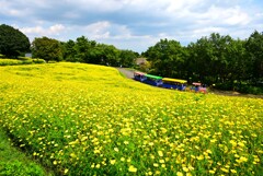 晩夏の花畑④