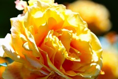 春薔薇(万葉)
