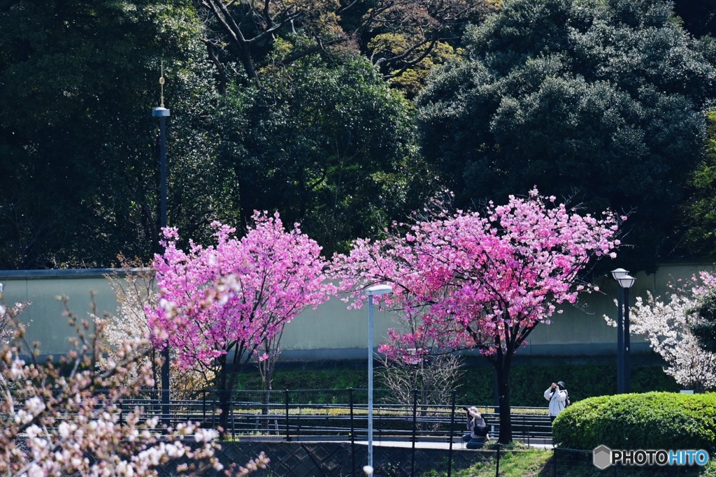 桜を楽しむ