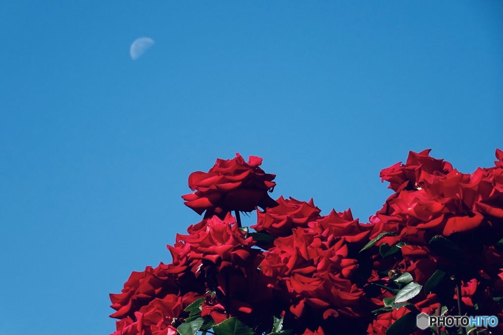 残月と赤薔薇
