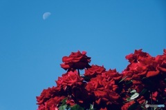 残月と赤薔薇