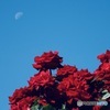 残月と赤薔薇
