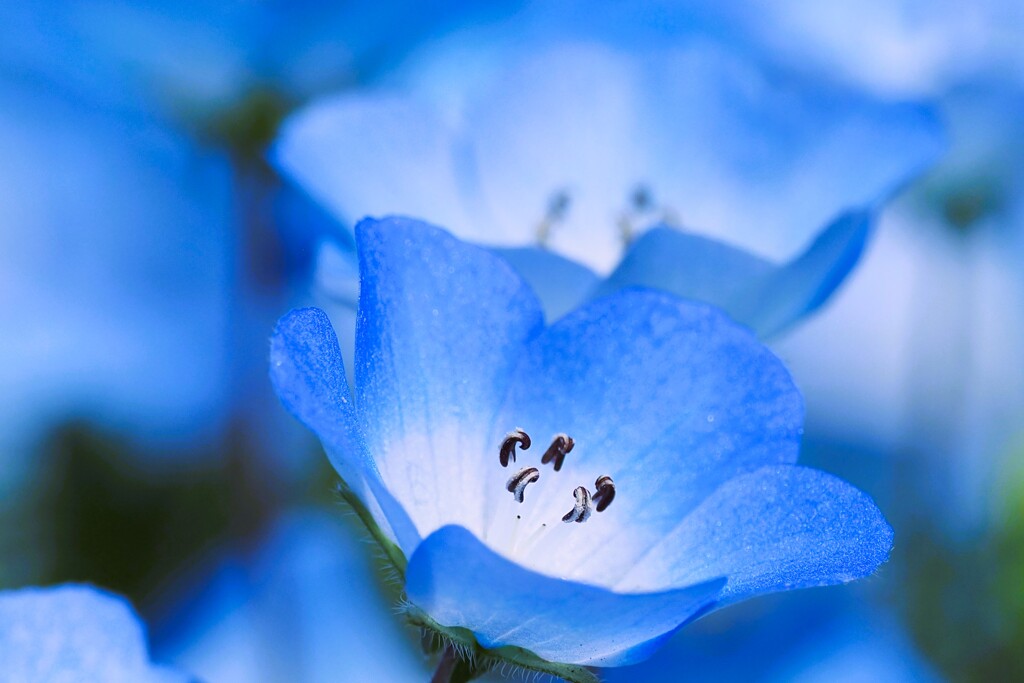 Nemophila Insignis blue①