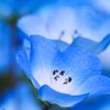 Nemophila Insignis blue①