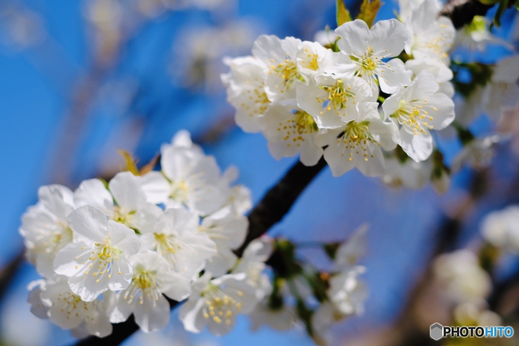 サクランボの桜