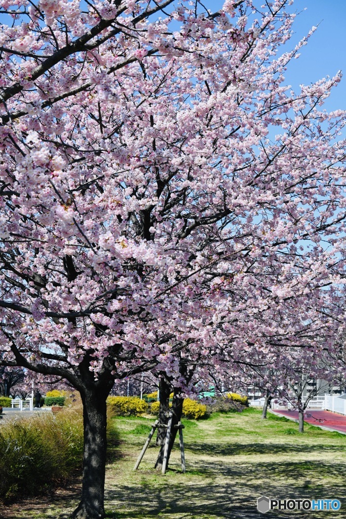 見頃を迎える桜並木