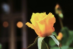 Autumn rose⑤