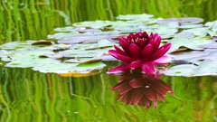 初夏の水辺