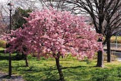 Full bloom②