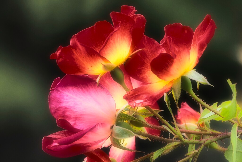 Autumn rose③-1