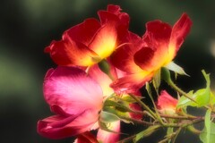 Autumn rose③-1