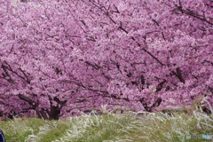 フル・ブルーム〜大寒桜③(^_−)−☆