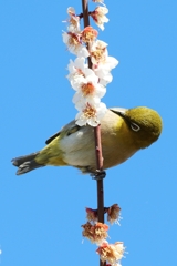 ウメジロー②