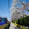 サクラとさくらトラム