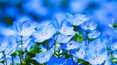 Nemophila Insignis blue③