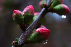 春の花リレー②