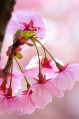 Cherry blossoms