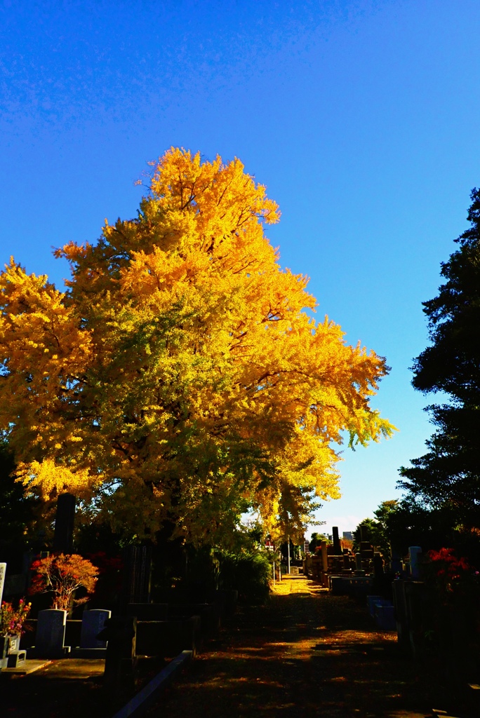 谷中の大銀杏③