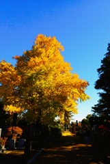 谷中の大銀杏③